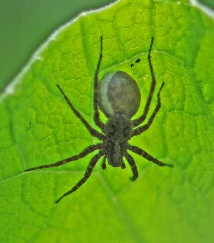 Pardosa sp.